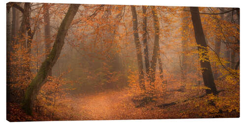 Lerretsbilde Woodland near Oisterwijk, Netherlands