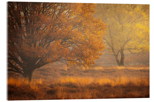 Acrylglasbild Herbstfarben in Kampina, Niederlanden