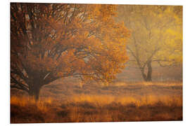 Foam board print Autumn Colours on the Kampina, Netherlands