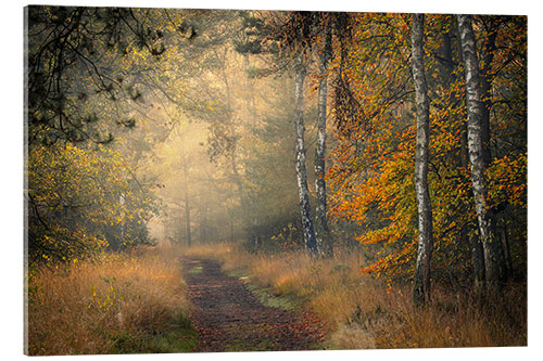 Acrylglasbild Waldweg in Oisterwijkse Vennen, Niederlanden