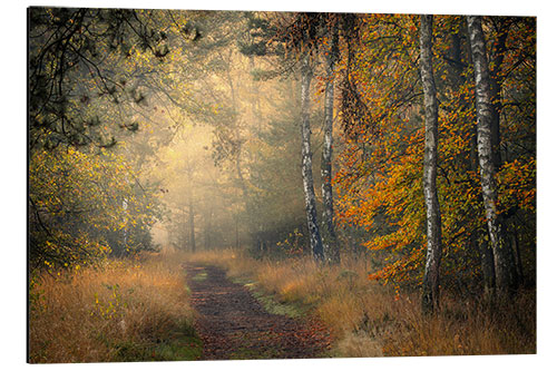 Tableau en aluminium Forest Lane in Oisterwijkse Vennen, Netherlands