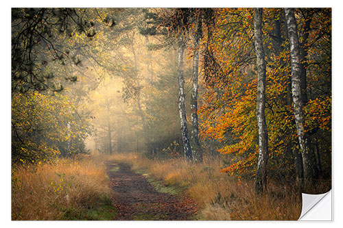 Selvklebende plakat Forest Lane in Oisterwijkse Vennen, Netherlands