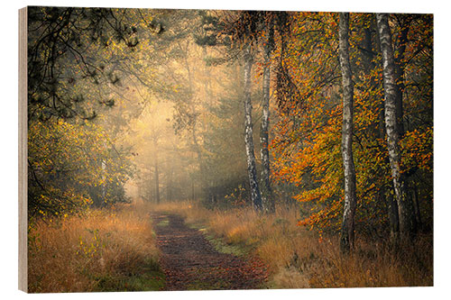 Holzbild Waldweg in Oisterwijkse Vennen, Niederlanden