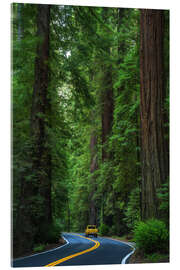 Acrylic print Avenue of the Giants, California