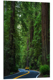 Cuadro de aluminio Avenue of the Giants, California