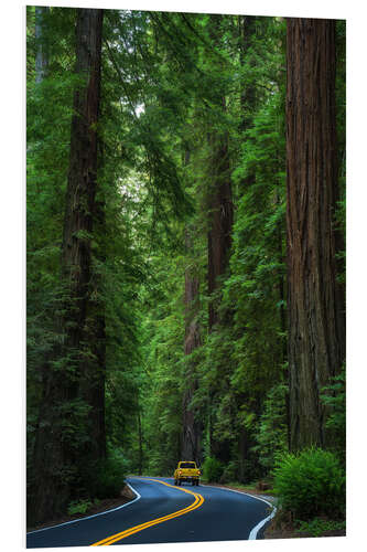 Tableau en PVC Avenue of the Giants, California