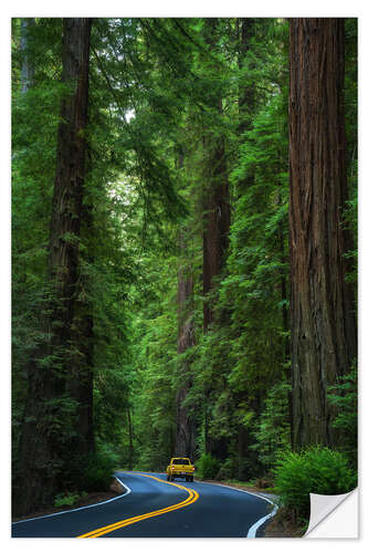 Muursticker Avenue of the Giants, California