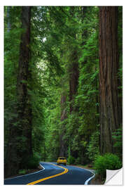 Autocolante decorativo Avenue of the Giants, California