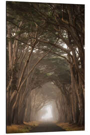 Cuadro de aluminio Cypress Tree Tunnel, California II