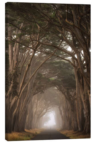 Canvas print Cypress Tree Tunnel, California II