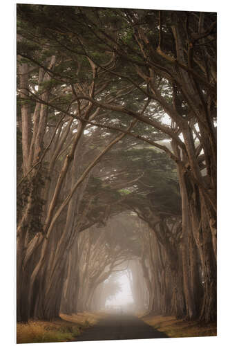 Obraz na PCV Cypress Tree Tunnel, California II