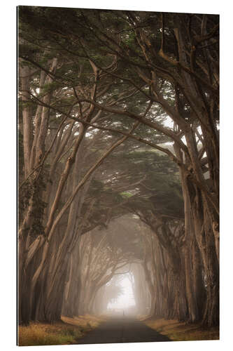 Gallery print Cypress Tree Tunnel, California II