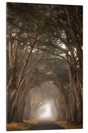 Gallery print Cypress Tree Tunnel, California II