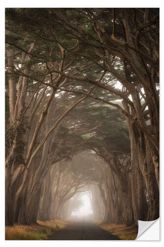 Wall sticker Cypress Tree Tunnel, California II