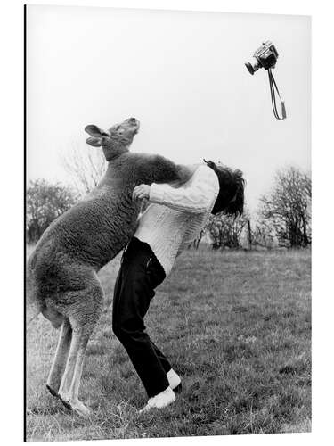 Aluminiumsbilde Kangaroo Punching Photographer