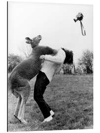 Aluminiumtavla Kangaroo Punching Photographer