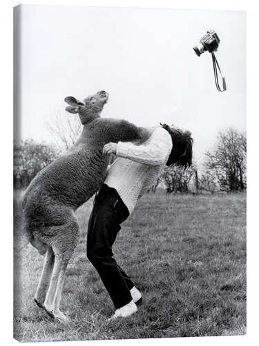 Canvastavla Kangaroo Punching Photographer