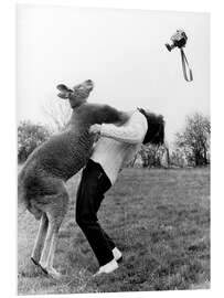 Foam board print Kangaroo Punching Photographer