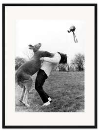 Gerahmter Kunstdruck Känguru Boxt den Fotografen