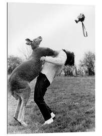 Gallery print Kangaroo Punching Photographer