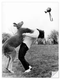 Selvklebende plakat Kangaroo Punching Photographer