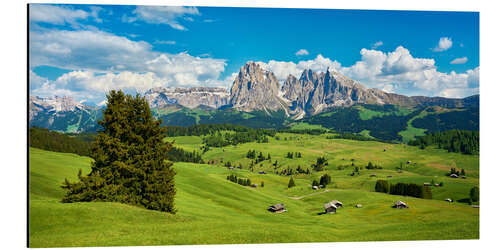 Cuadro de aluminio Spring on the Seiser Alm with the Sassolungo in the background