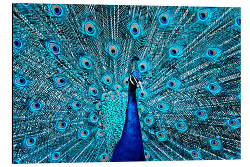 Stampa su alluminio The Proud Peacock