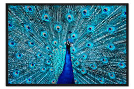 Gerahmter Kunstdruck Der Stolze Pfau