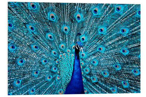 Foam board print The Proud Peacock