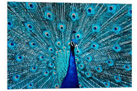 Foam board print The Proud Peacock