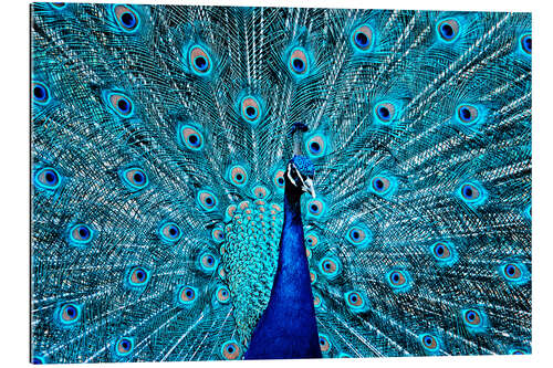 Galleritryck The Proud Peacock