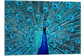 Gallery print The Proud Peacock