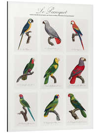 Magnettafel Le Perroquet
