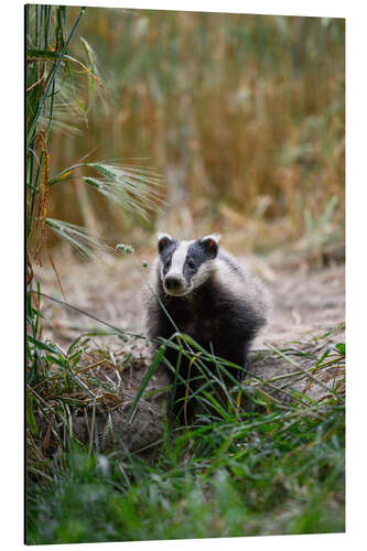 Aluminiumtavla Portrait of a Young Badger