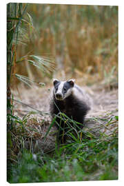 Lienzo Portrait of a Young Badger