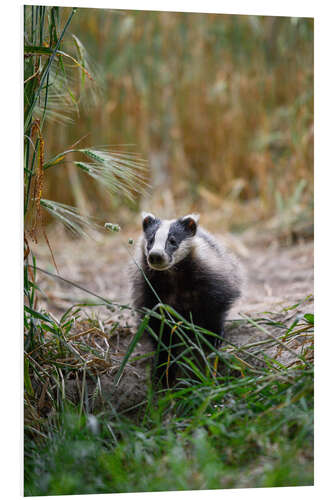 PVC-tavla Portrait of a Young Badger