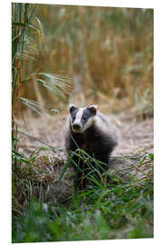 Tableau en PVC Portrait of a Young Badger