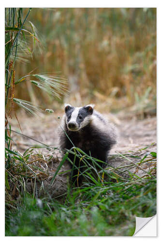 Sticker mural Portrait of a Young Badger