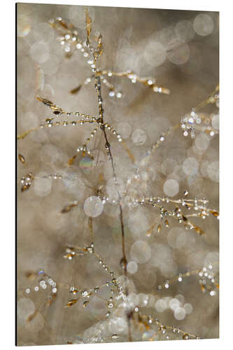 Stampa su alluminio Morning Dew on a Plant