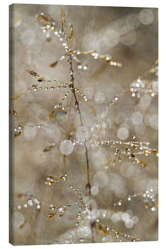 Tableau sur toile Morning Dew on a Plant