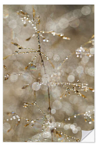 Sticker mural Morning Dew on a Plant