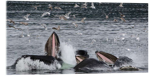 Quadro em acrílico Flock of birds over a Pod of Humpback Whales I