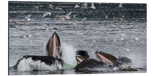 Aluminiumsbilde Flock of birds over a Pod of Humpback Whales I