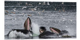 Tableau en PVC Flock of birds over a Pod of Humpback Whales I