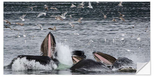 Sisustustarra Flock of birds over a Pod of Humpback Whales I