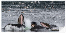 Sticker mural Flock of birds over a Pod of Humpback Whales I