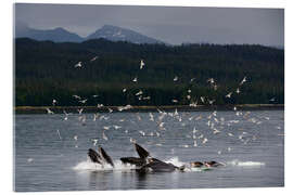 Acrylic print Flock of Birds Above a Group of Humpback Whales II