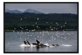 Gerahmter Kunstdruck Vogelschwarm über einer Gruppe von Buckelwalen II