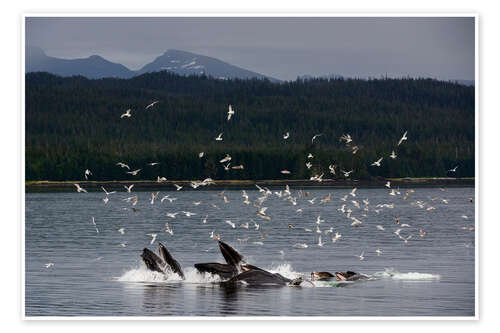 Póster Flock of Birds Above a Group of Humpback Whales II