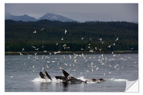 Naklejka na ścianę Flock of Birds Above a Group of Humpback Whales II